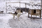 Alaskan Husky at the kennels in september Spitzberg