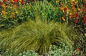 Carex 