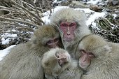 Complicité et tendresse entre Macaques du Japon 