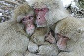 Complicité et tendresse entre Macaques du Japon 