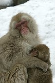 Complicité et tendresse entre Macaques du Japon 
