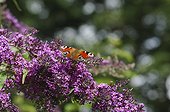 Camberwell beauty on butterfly tree 