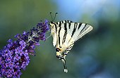 Southern Swallowtail gathering nectar Corrèze France