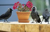 Eurasian jackdaws posed in front of container