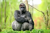 Portrait of a Western lowland Gorilla male with silver back