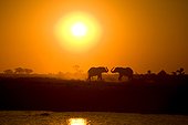 African elephant at sunset Chobe NP Botswana