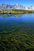Fresh water algae in the Lake Laramon with 2385 of altitud  [AT]