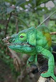 portrait of Chameleon of Parson Andasibe Madagascar ; National park of Andasibe in November