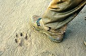 print of Arctic  wolf on sand  [AT] ; Expedition Polar Lys 2004