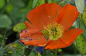 Portrait of  Iceland  poppy and crops honesty fruits 