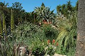 Mediterranean garden 