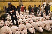 Sale of tunas frozen for auction sale Tsukuji  [AT] ; The purchasers examine with the flashlight the posterior part of tuna, to evaluate the grease contained in the flesh and to evaluate the price.  [AT]