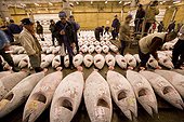 Sale of tunas frozen for auction sale Tsukuji  [AT] ; The purchasers examine with the flashlight the posterior part of tuna, to evaluate the grease contained in the flesh and to evaluate the price.  [AT]