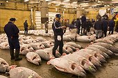 Sale of tunas frozen for auction sale Tsukuji  [AT] ; The purchasers examine with the flashlight the posterior part of tuna, to evaluate the grease contained in the flesh and to evaluate the price.  [AT]
