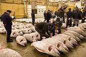 Sale of tunas frozen for auction sale Tsukuji  [AT] ; The purchasers examine with the flashlight the posterior part of tuna, to evaluate the grease contained in the flesh and to evaluate the price.  [AT]