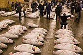 Sale of tunas frozen for auction sale Tsukuji  [AT] ; The purchasers examine with the flashlight the posterior part of tuna, to evaluate the grease contained in the flesh and to evaluate the price.  [AT]