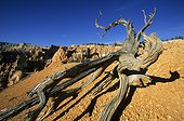 Souche sur le sol Bryce Canyon National Park Utah USA