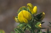 Hairy Restharrow in flower in May Greece  