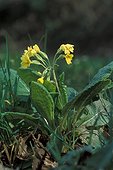 Oxlip in flower in March Savoy France 