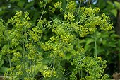 Flowers of Galium verum