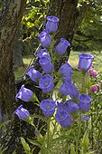 Canterbury bells in june