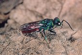 Common ruby-tailed wasp going on sand  