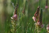 Flowers of cultivated Sainfoin 