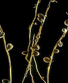 Nodosités symbiotiques sur des racines France ; Les nodosités sont de petite boursouflures se formant sur les racines de nombreuses espèces de plantes, notamment les Fabacées, sous l'action de bactéries du genre Rhizobium vivant en symbiose avec la plante. Dans cette association symbiotique, la plante fournit les substances carbonées et les bactéries les substances azotées synthétisées à partir de l'azote atmosphérique.