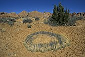 Grassy plant of the desert forming a circle on ground the USA  