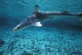 Requin aiguillat commun nageant en mer Méditerranée