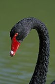 Portrait of a black Swan on a green water bottom Australia  