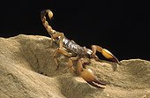 Shiny burrowing scorpion in terrarium