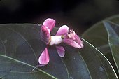 Mante orchidée de couleur rose sur une feuille Kalimantan