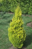 Cyprès de Lambert doré 'Goldcrest' planté dans un jardin