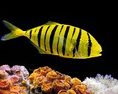 Jeune Carangue royale jaune en aquarium