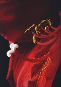 Macrophotography of a flower of Amaryllis 