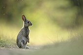 Lapin de garenne sur un chemin en forêt de la Perte France