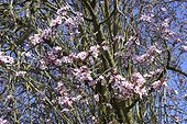 Prunier myrobolan en fleur France