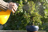 Spraying a chinese elm bonsai