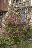 Groseiller sanguin en fleur France