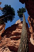 Douglas-fir in the National park of Bryce Canyon 