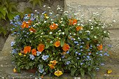 Jardinière Balconnella fleurie au printemps France ; Pensée 'Raviola Orange'. Pensée 'Butterfly Marina'. Myosotis 'Bobo'. Myosotis 'Snosylva'