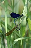 Couples of Beautiful demoiselle coupling itself on a grass 
