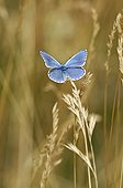 Blued posed on graminaceous in July France