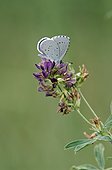 Male of Silver-studded posed on a flower of Alfalfa France  
