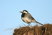 Bergeronnette grise en plumage estival Gard France