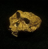 Crâne d'Australopithèque robuste Afrique du Sud ; Transvaal Museum de Pretoria. n° d'inventaire SK 48. Ce crâne a été extrait des grottes de Swartkrans au Transvaal. Datation : 1,8 à 1,5 millions d'années.