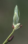 Bourgeon de saule en gros plan Allemagne