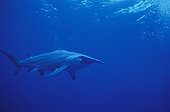 Grand requin marteau nageant Rangiroa Polynésie