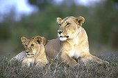 Lionne et son lionceau couchés dans la savane Masaï Mara